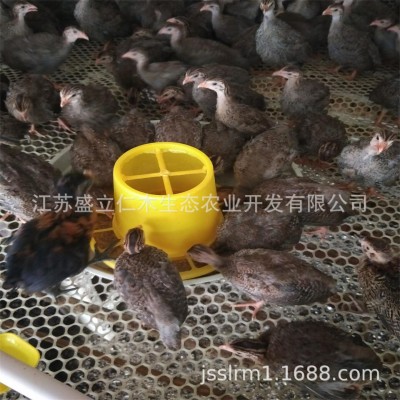 珍珠鸡活体 五黑鸡活体 鸡活苗脱温鸡苗 半大小鸡苗珍珠鸡苗批发图2