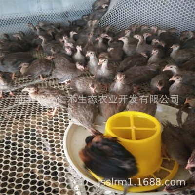 珍珠鸡活体 五黑鸡活体 鸡活苗脱温鸡苗 半大小鸡苗珍珠鸡苗批发图4