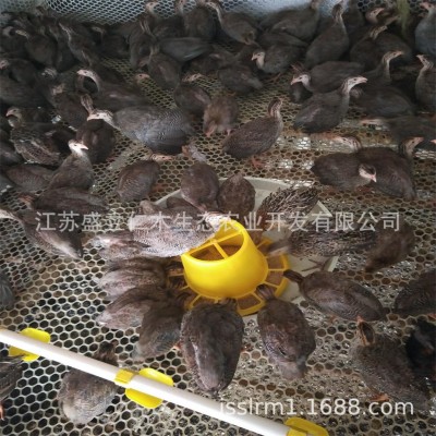 珍珠鸡活体 五黑鸡活体 鸡活苗脱温鸡苗 半大小鸡苗珍珠鸡苗批发图5
