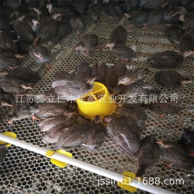 珍珠鸡活体 五黑鸡活体 鸡活苗脱温鸡苗 半大小鸡苗珍珠鸡苗批发图3