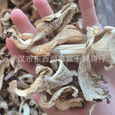 基地厂家 干货平菇 平菇条 新货鲍鱼菇凤尾菇真姬菇500g散装批发图4