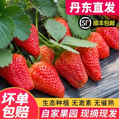 丹东99草莓生鲜水果新鲜红颜现摘应季九九草莓产地顺丰一件包邮图2