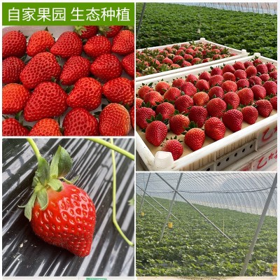 丹东99草莓生鲜水果新鲜红颜现摘应季九九草莓产地顺丰一件包邮图5