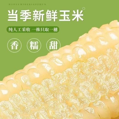 承接代加工白糯玉米东北新鲜糯玉米软糯图3