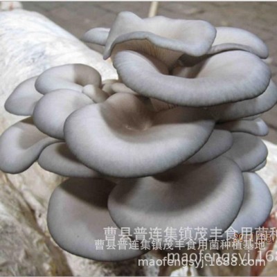 养植苹菇菌种榆黄蘑茶树茹蘑菇种植包食用菌类平茹家种黑木耳学校图5