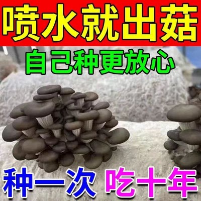 养植苹菇菌种榆黄蘑茶树茹蘑菇种植包食用菌类平茹家种黑木耳学校图2