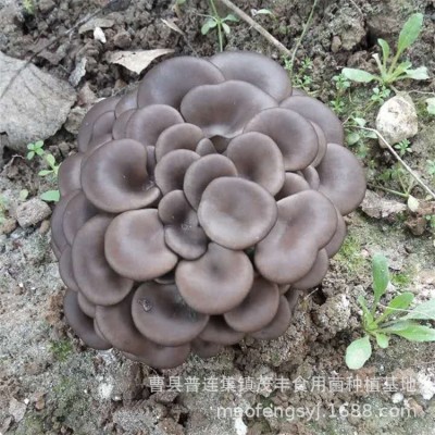 养植苹菇菌种榆黄蘑茶树茹蘑菇种植包食用菌类平茹家种黑木耳学校图4