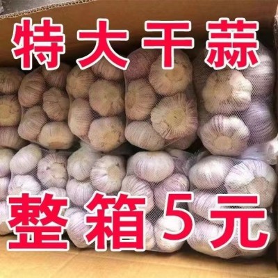 【新干蒜5斤】山东紫皮大蒜头批发价新鲜大蒜新干蒜头包邮图2