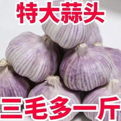【新干蒜5斤】山东紫皮大蒜头批发价新鲜大蒜新干蒜头包邮图3