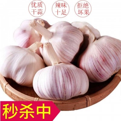 【新干蒜5斤】山东紫皮大蒜头批发价新鲜大蒜新干蒜头包邮图4