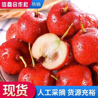 农家现摘酸甜可口开胃山楂果大五楞鲜山楂果 休闲零食新鲜山楂果图2