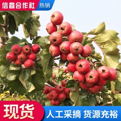 农家现摘酸甜可口开胃山楂果大五楞鲜山楂果 休闲零食新鲜山楂果图4