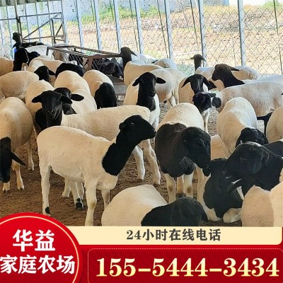 黑头杜泊绵羊和澳洲白羊的区别 杜泊小羊羔怀孕母羊种公羊价格图2