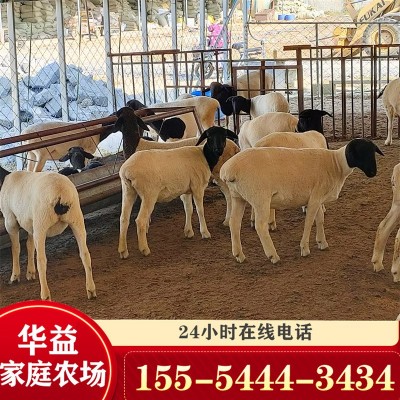 黑头杜泊绵羊和澳洲白羊的区别 杜泊小羊羔怀孕母羊种公羊价格图4