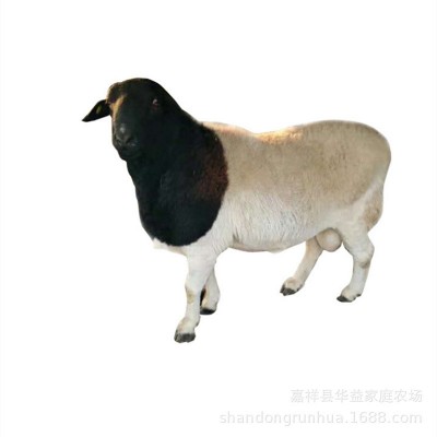黑头杜泊绵羊和澳洲白羊的区别 杜泊小羊羔怀孕母羊种公羊价格图5