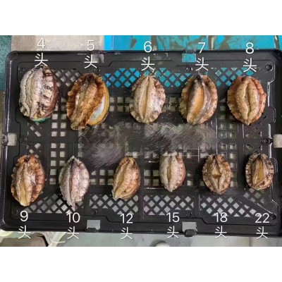 带壳去肚鲍鱼 新鲜活冻鲍肉 液氮速冻冷链袋装 原壳酒店海鲜图3