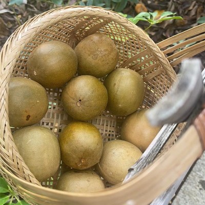广西袋装罗汉果泡水饮用实惠健康原产地直供图2