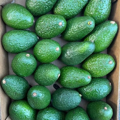 批发进口牛油果生果即食熟果智利墨西哥秘鲁整箱催熟果批发图3