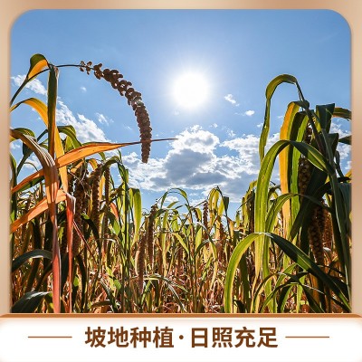 山西小米沁州黄小米3斤装农家香糯小米杂粮月子米米油小黄米图4