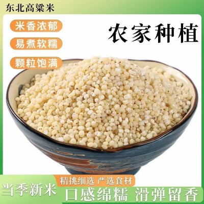 东北高粱米500克2023年新米五谷杂粮粗粮酿酒食用农家白高粱米图2