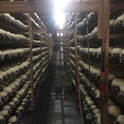 【惠农行】产地直销古田银耳干货散装批发雪耳白木耳糯耳易出胶图3