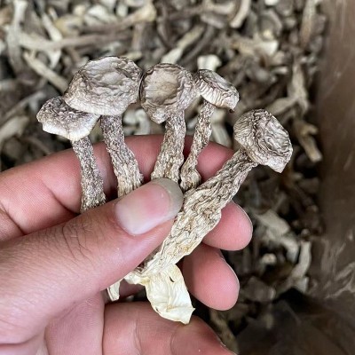 鹿茸菇当季新货鹿茸菌干货脆脆菇干姑蘑菇食用菌菌菇食材批发图4