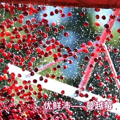 样品 1kg美国优鲜沛鲜红蔓越莓干饼干甜品烘焙跨境蔓越莓原料供应图3