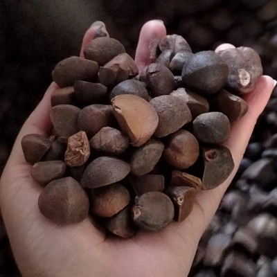 特产地茶籽批发江西高山茶油压榨木本油料天然油茶籽油干油茶籽仁图3