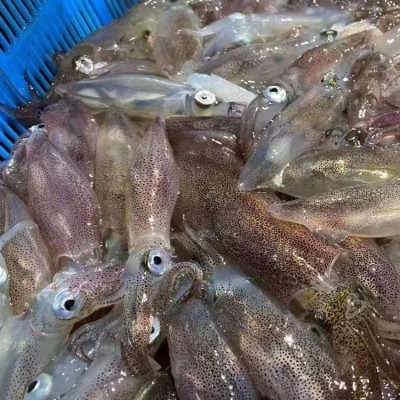 东山本港活冻小管，小鱿鱼，高品质常年供应酒店 商超！鲜甜 嚼劲图2