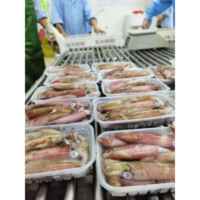 东山本港活冻小管，小鱿鱼，高品质常年供应酒店 商超！鲜甜 嚼劲图4