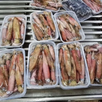 东山本港活冻小管，小鱿鱼，高品质常年供应酒店 商超！鲜甜 嚼劲图5