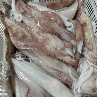 新鲜松茸2024四川小金松茸四川特产现采现发未开伞松茸食用批发图4