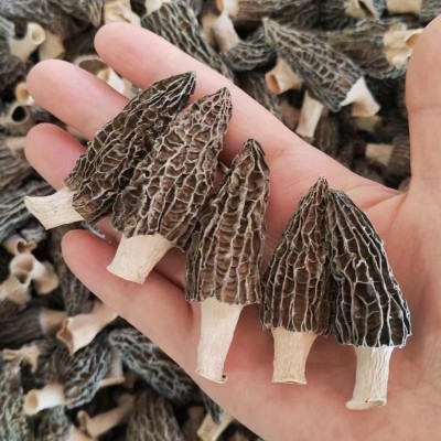 云南头茬羊肚菌干货 煲汤食材羊肚菌剪脚原产地批发代发图4
