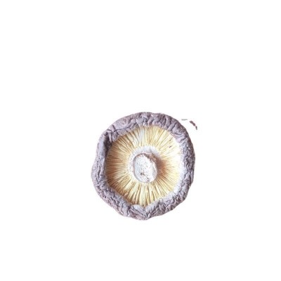 新货西峡香菇干货500g饭店餐饮散装批发无根冬菇黄焖鸡香信香菇干图5