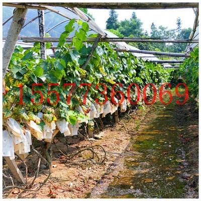 4斤装巨峰葡萄 广西葡萄基地批发新品巨峰葡萄 新鲜水果巨峰葡萄图4