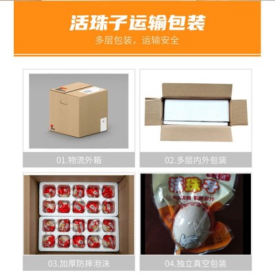 新鲜13天活珠子五香麻辣鸡胚蛋钢化蛋即食真空包装活珠子 批发代发图4