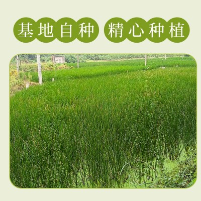 速冻马蹄荸荠粒 工厂直供餐饮甜品专用原料 冷冻锁鲜可批发图4
