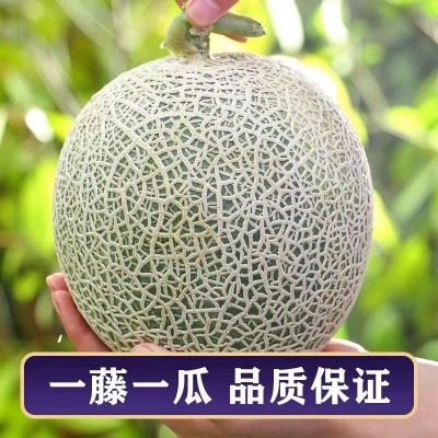 全年款海南网纹瓜玫珑瓜新鲜水果软糯香甜哈密瓜蜜瓜甜瓜现摘9斤图3
