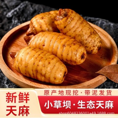 正宗云南中药昭通小草坝新鲜乌天麻仿野生特级现挖现发一件代发图2