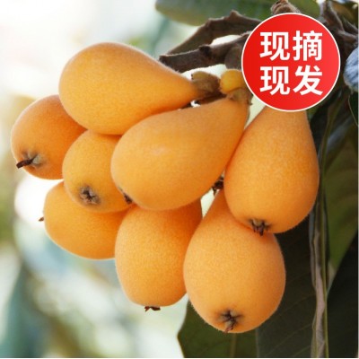 云南蒙自枇杷整箱新鲜大果现摘鲜果孕妇琵琶时令水果当季一件代发图3