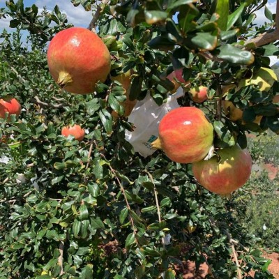 正宗突尼斯软籽石榴水果新鲜应季水果无籽甜红石榴批发9斤非硬籽图3