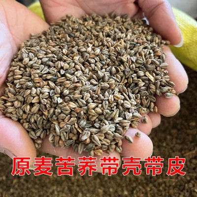 苦荞麦种子苦荞原材料灰苦荞五谷杂粮三角荞麦酿酒酿醋喂鸟磨面图2