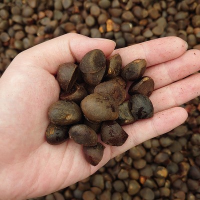 云南红花山茶籽榨油带壳原料自家用商用洗头高油率产地直销批发图4