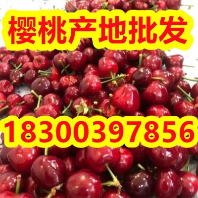 山东大樱桃产地批发 美早 红灯 布鲁克斯等品种齐全图3