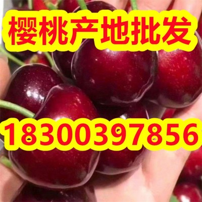 山东大樱桃产地批发 美早 红灯 布鲁克斯等品种齐全图2