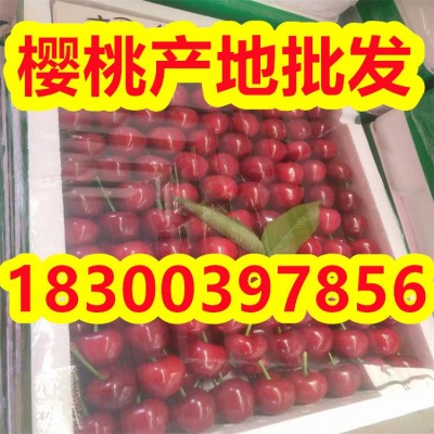 山东大樱桃产地批发 美早 红灯 布鲁克斯等品种齐全图4