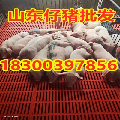 山东仔猪批发 猪娃 苗猪 小猪繁育基地 货源充足 品种齐全图3
