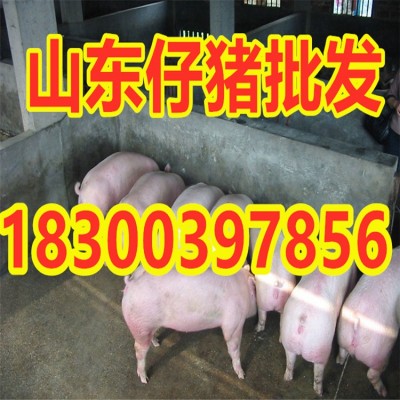 山东仔猪批发 猪娃 苗猪 小猪繁育基地 货源充足 品种齐全图2