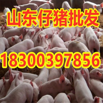 山东仔猪批发 猪娃 苗猪 小猪繁育基地 货源充足 品种齐全图5