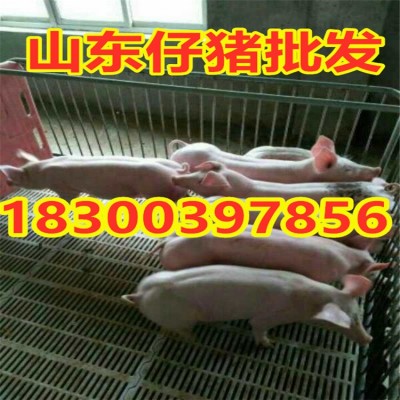 山东仔猪批发 猪娃 苗猪 小猪繁育基地 货源充足 品种齐全图4